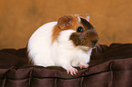 guinea pig