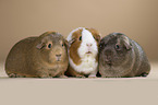 3 guinea pigs