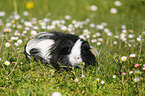 longhaired guinea pig on meadow