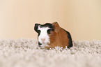 young smooth-haired guinea pigs