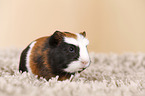 young smooth-haired guinea pigs