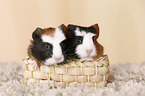 young smooth-haired guinea pigs