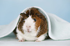 Abyssinian guinea pig