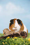 smooth-haired guinea pig