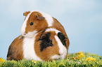 smooth-haired guinea pig