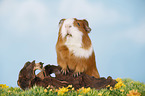 smooth-haired guinea pig