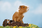 smooth-haired guinea pig