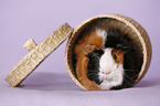 Abyssinian guinea pig