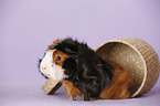 Abyssinian guinea pig