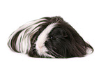 longhaired guinea pig