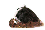 longhaired guinea pig