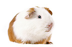 smooth-haired guinea pig