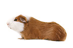 smooth-haired guinea pig