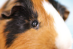 smooth-haired guinea pig