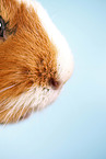 smooth-haired guinea pig