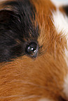 smooth-haired guinea pig