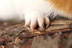 smooth-haired guinea pig