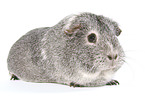 smooth-haired guinea pig