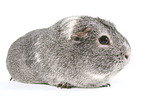 smooth-haired guinea pig