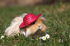 long-haired guinea pig