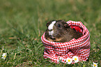 smooth haired guinea pig