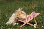 long-haired guinea pig