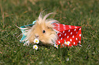 long-haired guinea pig