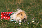 long-haired guinea pig