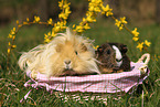 guinea pigs