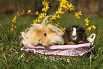 guinea pigs