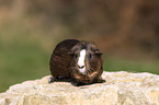 smooth haired guinea pig