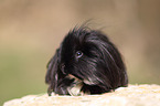 long-haired guinea pig