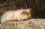 long-haired guinea pig