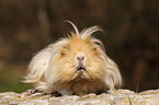 long-haired guinea pig