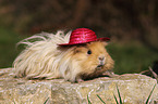 long-haired guinea pig