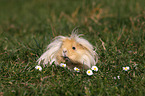 long-haired guinea pig