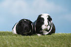 smoothhaired guinea pigs