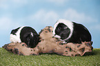 smoothhaired guinea pigs