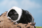 smoothhaired guinea pig