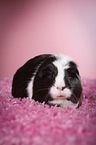 guinea pig