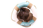 guinea pig