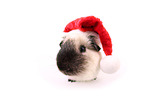 guinea pig