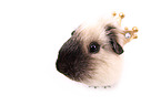 guinea pig