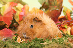 guinea pig