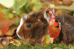 young Abyssinian guinea pig