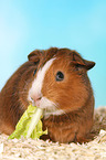 Smooth-haired Guinea Pig