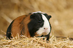 guinea pig