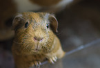 guinea pig