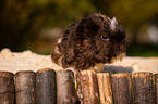 colorful guinea pig