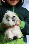 kid and guinea pig